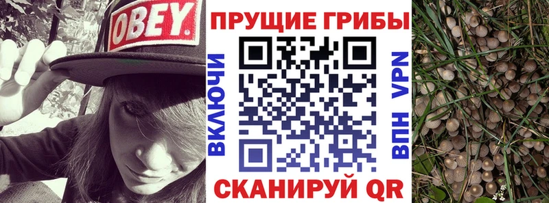 Псилоцибиновые грибы Psilocybe Елизаветинская